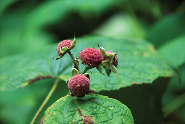 Thimbleberry flowers blossom sequentially all spring, which means that the fruits ripen one at a time, too. Photo by Larry Stone.