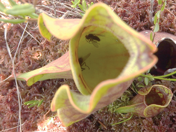 Two flies float helplessly in the clever trap of a pitcher plant leaf. Before long, they will be decomposed by a community of invertebrates and microorganisms, and their nutrients absorbed into the pitcher plant’s leaf. Photo by Emily Stone.