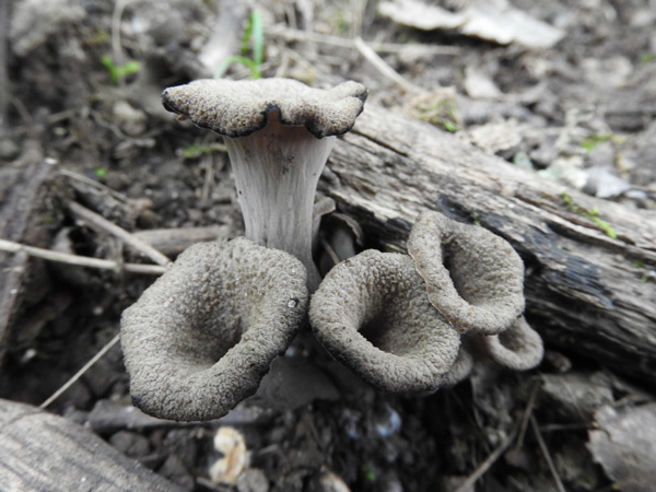 Black trumpets are easily identified edible mushrooms out in full force this fall. Photo by Emily Stone.