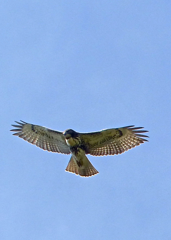 Redtail Hawk. Photo credit: John Gilbert