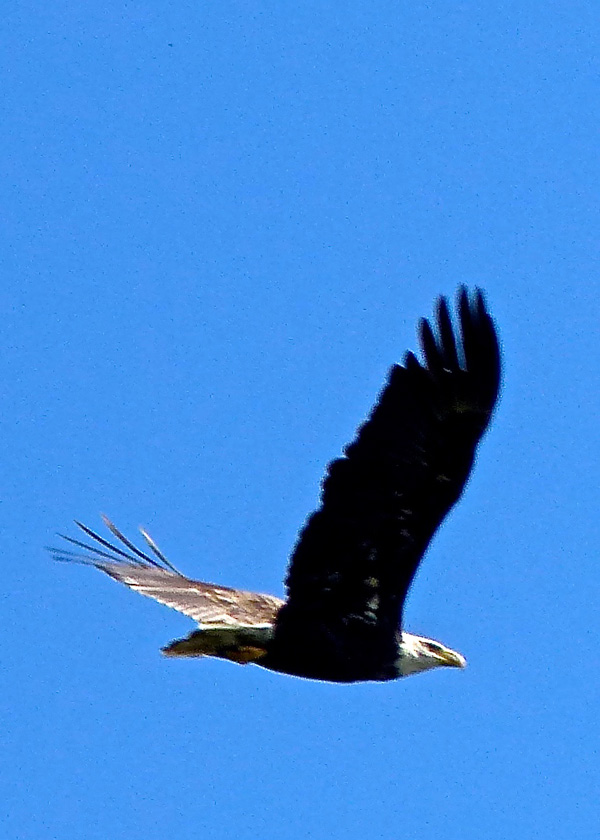 Bald Eagle. Photo credit: John Gilbert