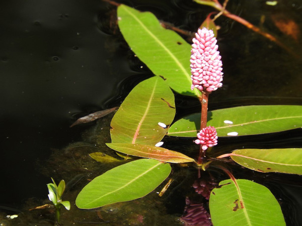 The hot pink flowers of water smartweed brighten up many a dark, autumn day. Photo by Emily Stone.